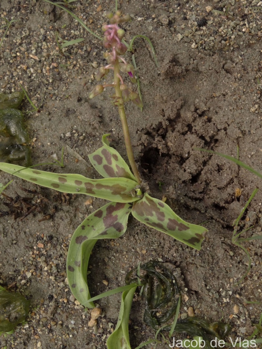 Ledebouria revoluta (L.f.) Jessop